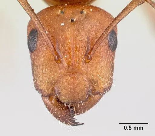 Camponotus maintikibo specimen CASENT0061925 image casent0061925_2