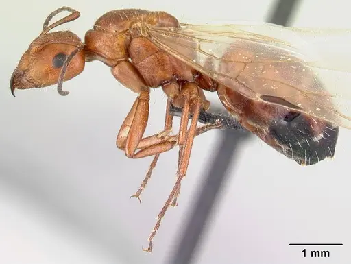Camponotus maintikibo specimen CASENT0061925 image casent0061925_3