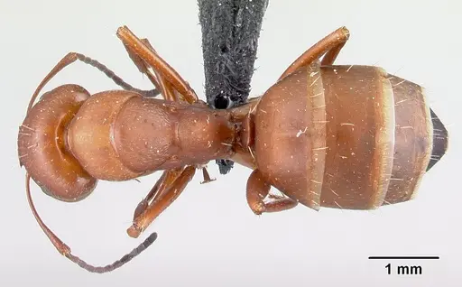 Camponotus maintikibo specimen CASENT0062173 image casent0062173_1