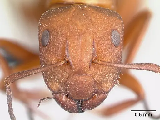 Camponotus maintikibo specimen CASENT0062173 image casent0062173_2
