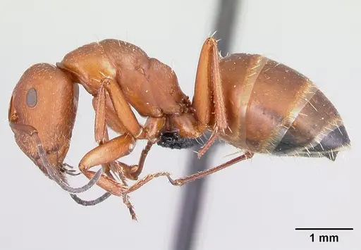 Camponotus maintikibo specimen CASENT0062173 image casent0062173_3