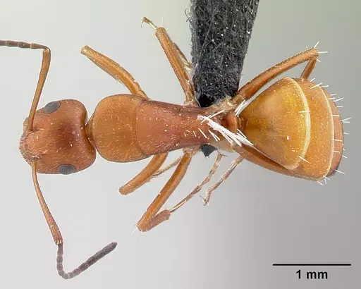 Camponotus maintikibo specimen CASENT0062631 image casent0062631_1