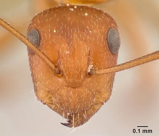 Camponotus maintikibo specimen CASENT0062631 image casent0062631_2