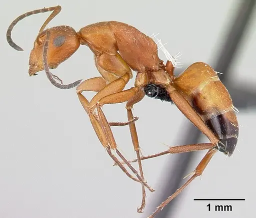 Camponotus maintikibo specimen CASENT0062631 image casent0062631_3