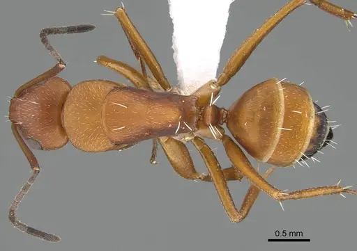 Camponotus maintikibo specimen CASENT0763877 image casent0763877_1