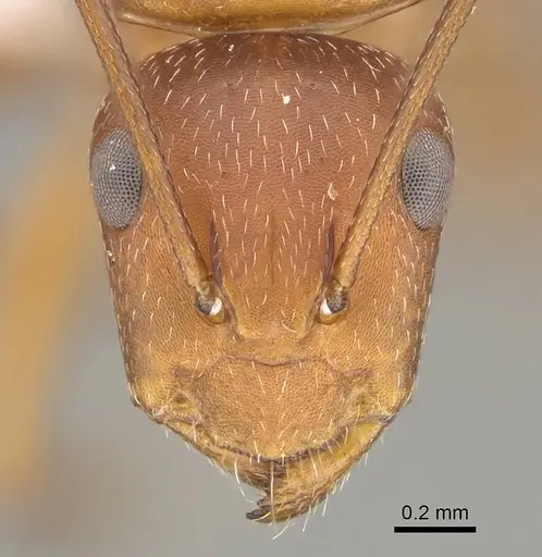 Camponotus maintikibo specimen CASENT0763877 image casent0763877_2