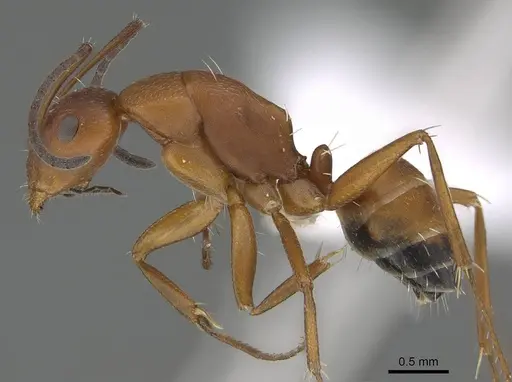 Camponotus maintikibo specimen CASENT0763877 image casent0763877_3