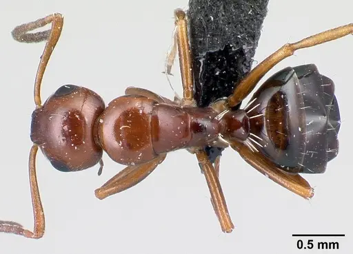 Camponotus maintilany specimen CASENT0120678 image casent0120678_1