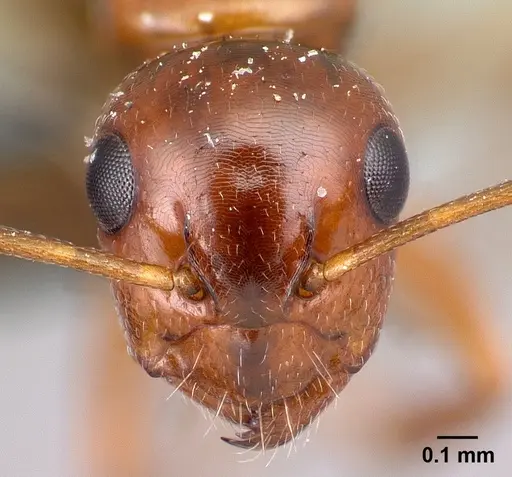 Camponotus maintilany specimen CASENT0120678 image casent0120678_2