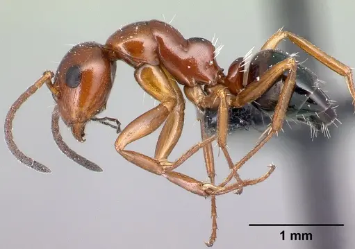 Camponotus maintilany specimen CASENT0120678 image casent0120678_3