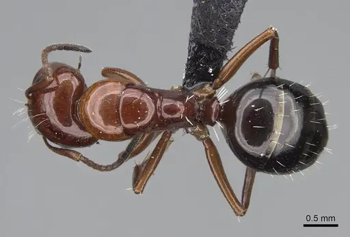 Camponotus maintilany specimen CASENT0245156 image casent0245156_1