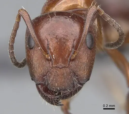 Camponotus maintilany specimen CASENT0245156 image casent0245156_2