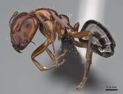 Camponotus maintilany specimen CASENT0245156 image casent0245156_3