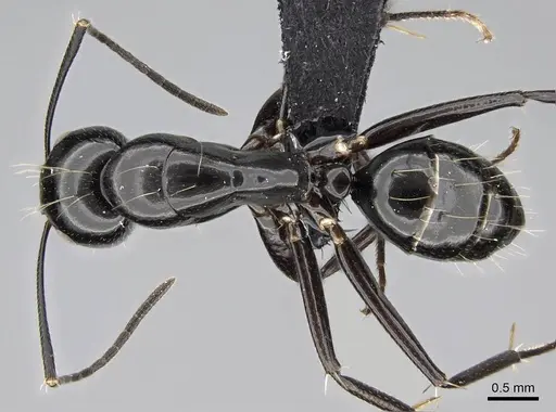 Camponotus mainty specimen CASENT0497845 image casent0497845_1