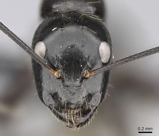 Camponotus mainty specimen CASENT0497845 image casent0497845_2