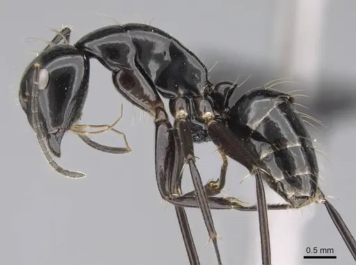 Camponotus mainty specimen CASENT0497845 image casent0497845_3