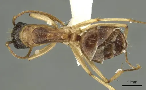 Camponotus malleensis specimen CASENT0915763 image casent0915763_1
