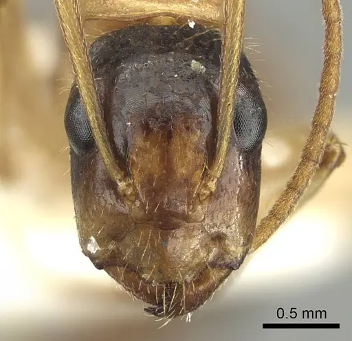 Camponotus malleensis specimen CASENT0915763 image casent0915763_2