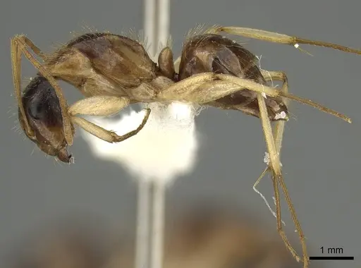 Camponotus malleensis specimen CASENT0915763 image casent0915763_3