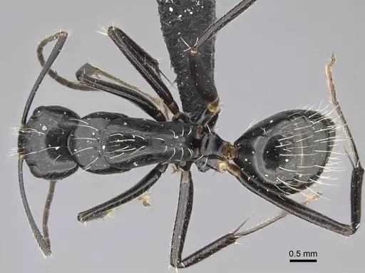 Camponotus manabo specimen CASENT0135055 image casent0135055_1