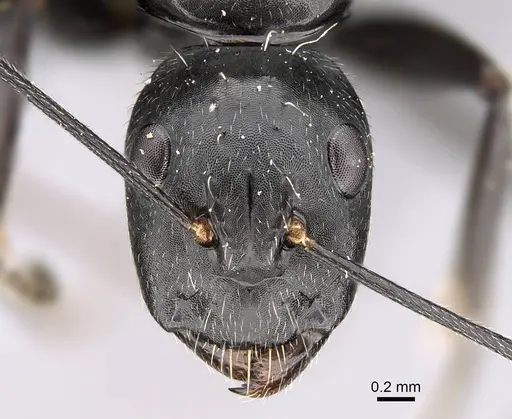 Camponotus manabo specimen CASENT0135055 image casent0135055_2