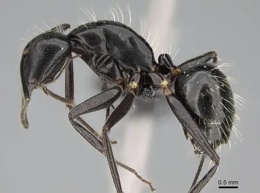 Camponotus manabo specimen CASENT0135055 image casent0135055_3