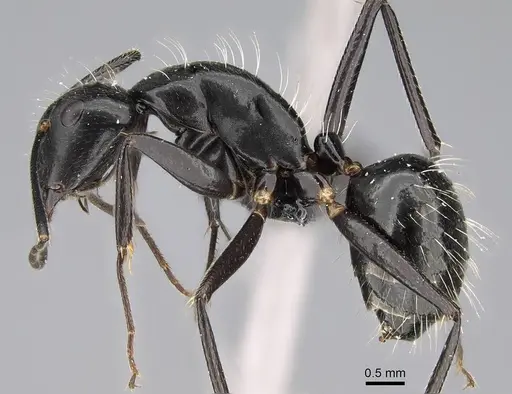 Camponotus manabo specimen CASENT0135055 image casent0135055_4
