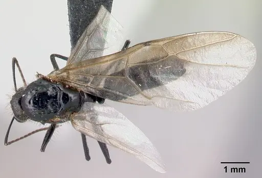 Camponotus manabo specimen CASENT0496379 image casent0496379_1