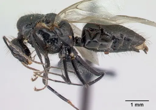 Camponotus manabo specimen CASENT0496379 image casent0496379_3