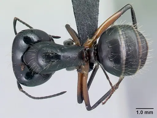 Camponotus manabo specimen CASENT0496382 image casent0496382_1