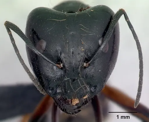 Camponotus manabo specimen CASENT0496382 image casent0496382_2