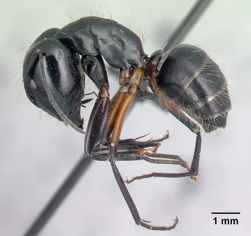 Camponotus manabo specimen CASENT0496382 image casent0496382_3