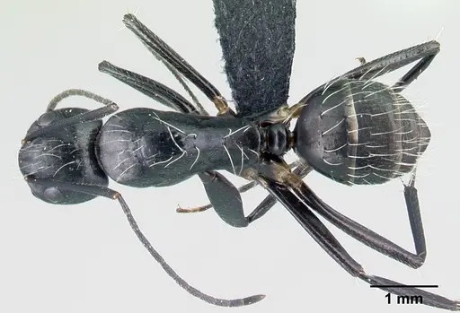 Camponotus manabo specimen CASENT0496383 image casent0496383_1