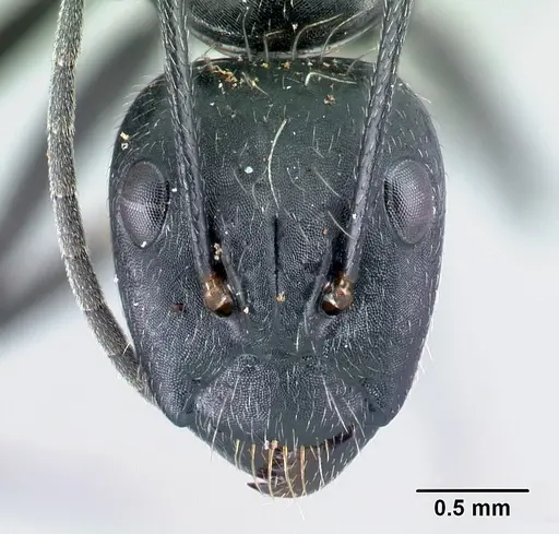 Camponotus manabo specimen CASENT0496383 image casent0496383_2