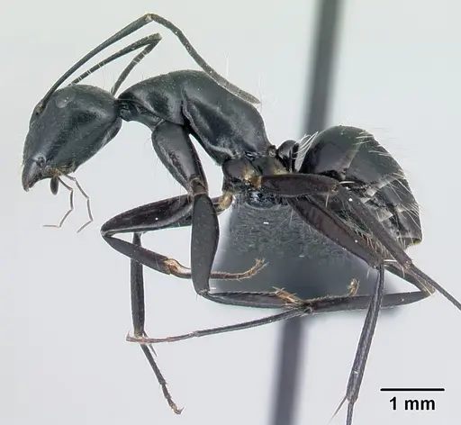 Camponotus manabo specimen CASENT0496383 image casent0496383_3