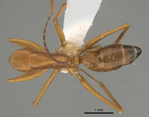Camponotus marcens specimen CASENT0887689 image casent0887689_1