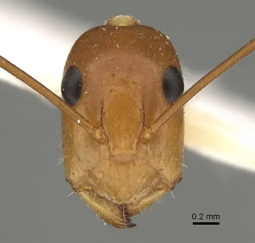 Camponotus marcens specimen CASENT0887689 image casent0887689_2