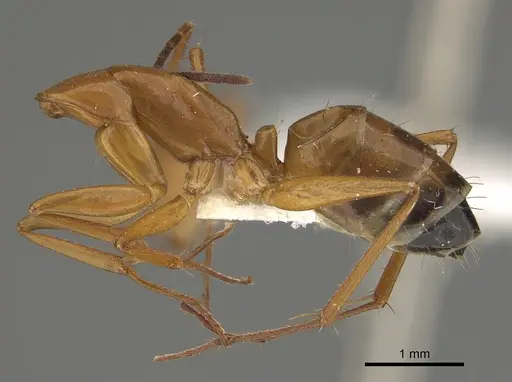 Camponotus marcens specimen CASENT0887689 image casent0887689_3