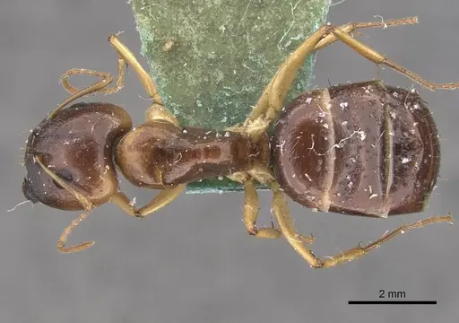 Camponotus marcens specimen CASENT0910373 image casent0910373_1
