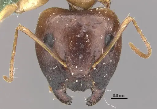 Camponotus marcens specimen CASENT0910373 image casent0910373_2