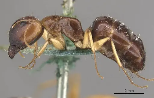 Camponotus marcens specimen CASENT0910373 image casent0910373_3