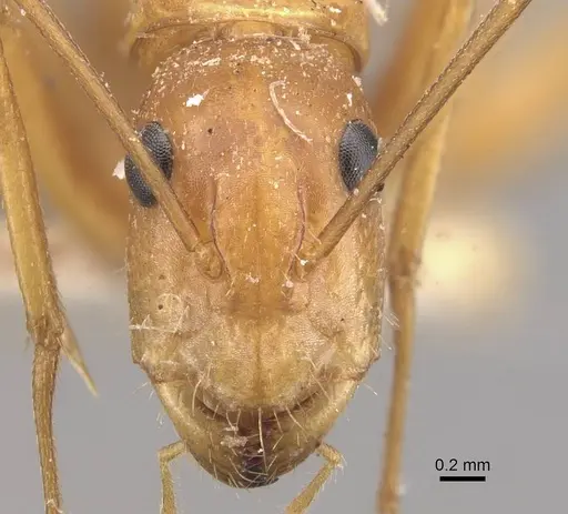 Camponotus marcens specimen CASENT0910374 image casent0910374_2