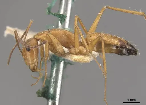 Camponotus marcens specimen CASENT0910374 image casent0910374_3