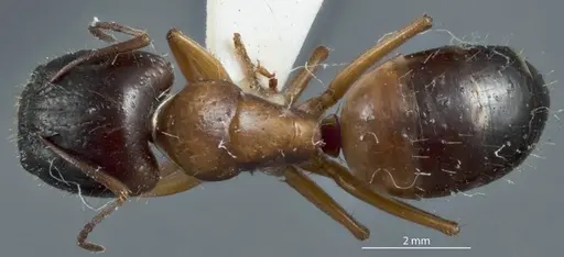 Camponotus marcens specimen JDM32-001017 image jdm32-001017_1
