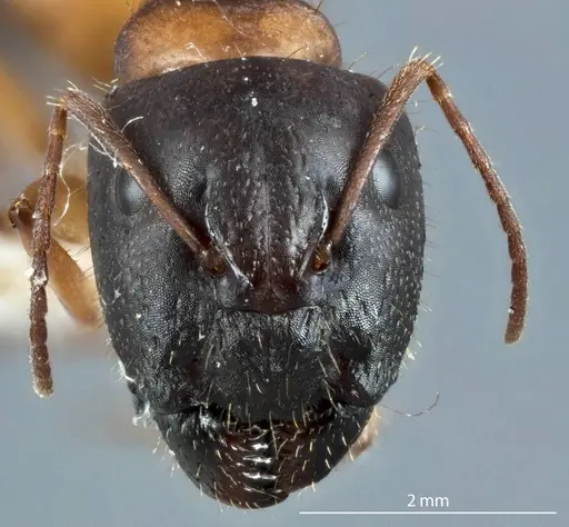 Camponotus marcens specimen JDM32-001017 image jdm32-001017_2