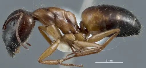 Camponotus marcens specimen JDM32-001017 image jdm32-001017_3