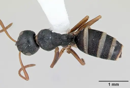 Camponotus marianensis specimen CASENT0173100 image casent0173100_1