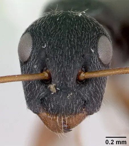 Camponotus marianensis specimen CASENT0173100 image casent0173100_2