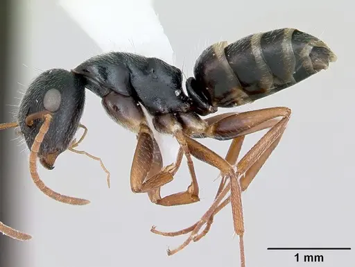 Camponotus marianensis specimen CASENT0173100 image casent0173100_3