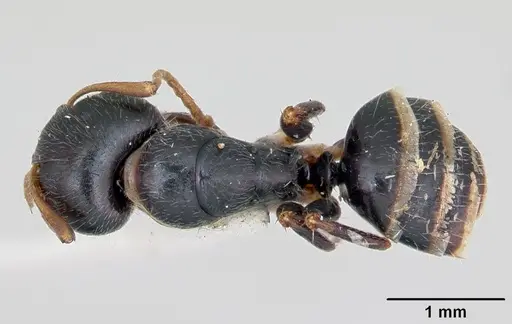 Camponotus marianensis specimen CASENT0173101 image casent0173101_1